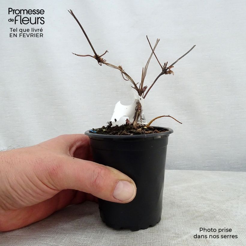 Clematis Miss Bateman - Clematide Vasetto da 8/9 cm esemplare consegnato in inverno