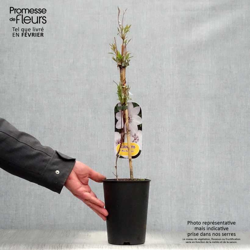 Clematis Miss Bateman - Clematide Vaso da 2L/3L esemplare consegnato in inverno