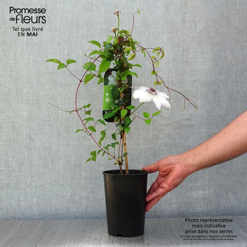 Clematis Miss Bateman - Clematide Vaso da 2L/3L esemplare consegnato in primavera