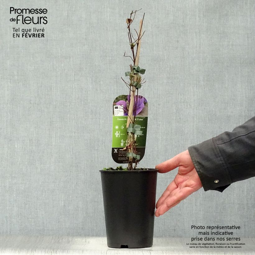 Clematis Mon Amour - Clematide Vaso da 2L/3L esemplare consegnato in inverno