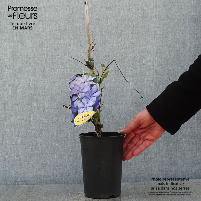 Clematis Mrs Cholmondeley - Clematide Vaso da 1,5L/2L esemplare consegnato in inverno