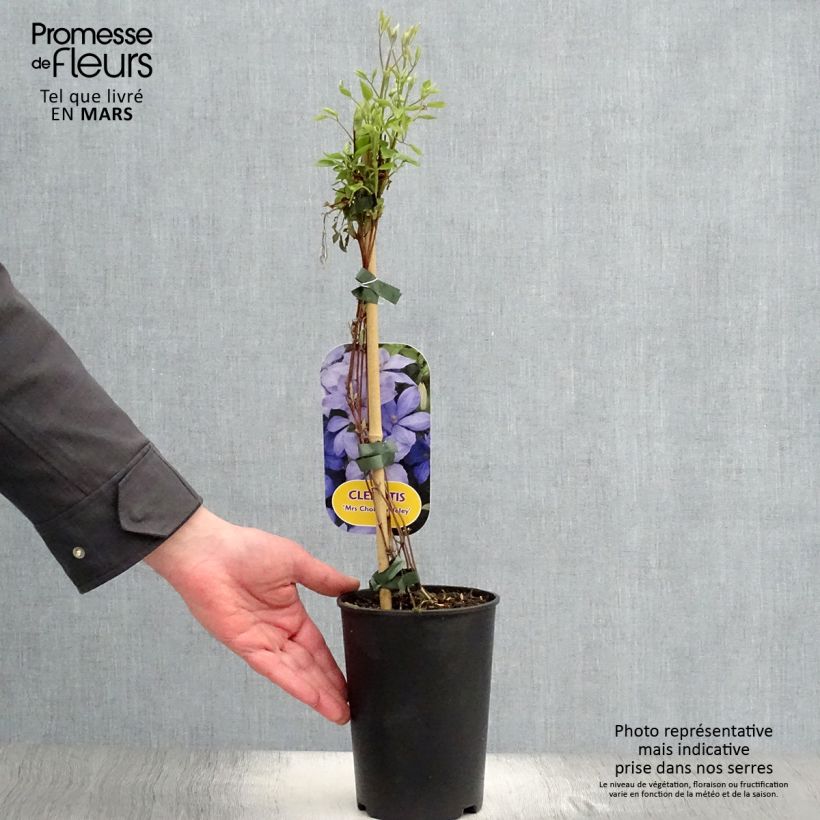 Clematis Mrs Cholmondeley - Clematide Vaso da 1,5L/2L esemplare consegnato in primavera