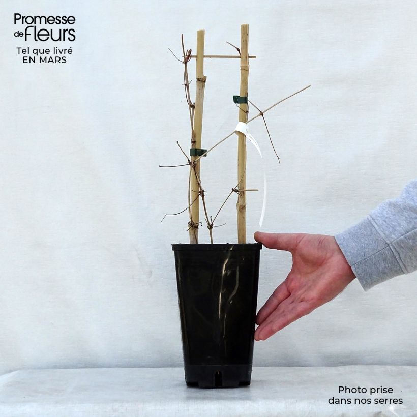 Clematis Mrs. Georges Jackman - Clematide Vaso da 2L/3L esemplare consegnato in primavera