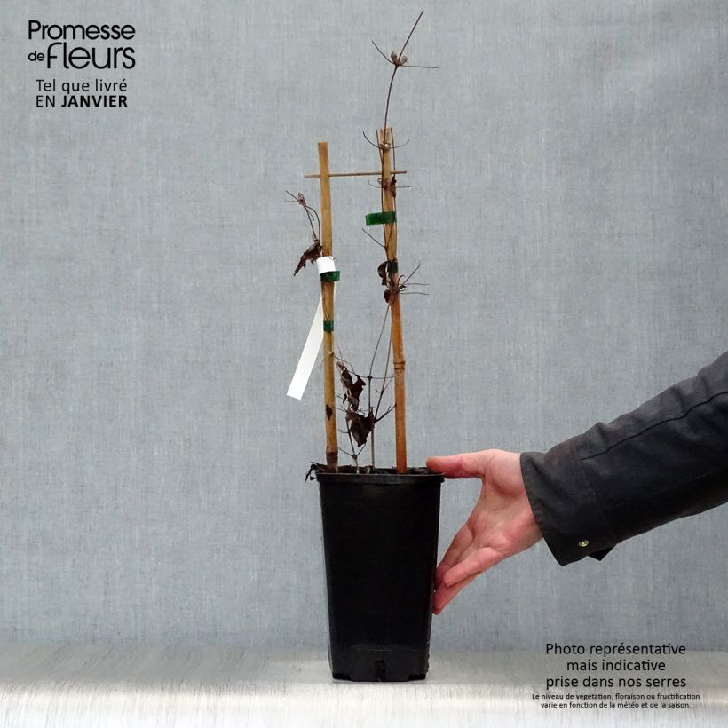 Clematis Mrs. Georges Jackman - Clematide Vaso da 2L/3L esemplare consegnato in inverno