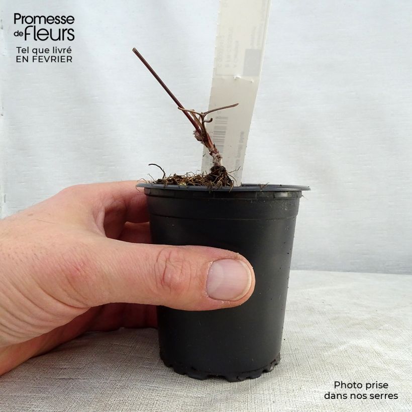 Clematis Multi Blue - Clematide Vasetto da 8/9 cm esemplare consegnato in inverno