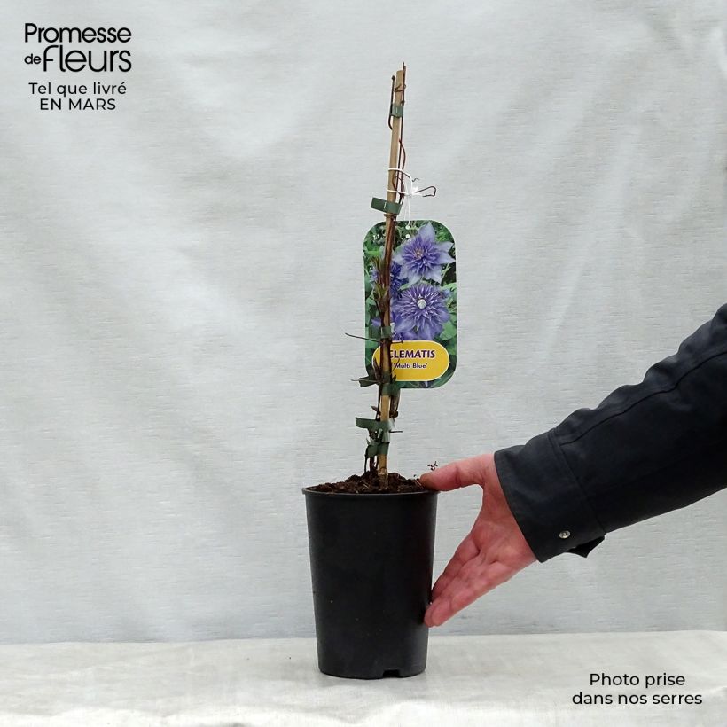 Clematis Multi Blue - Clematide Vaso da 2L/3L esemplare consegnato in primavera
