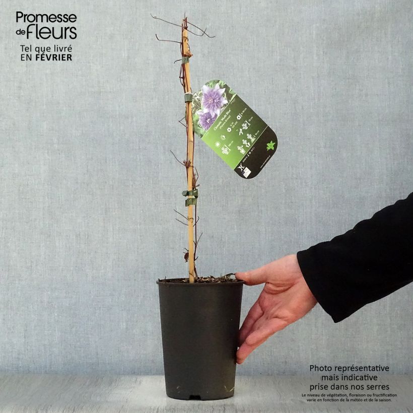 Clematis Multi Blue - Clematide Vaso da 2L/3L esemplare consegnato in inverno