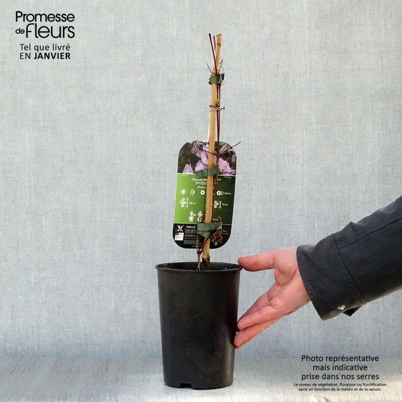 Clematis Multi Pink - Clematide Vaso da 2L/3L esemplare consegnato in inverno