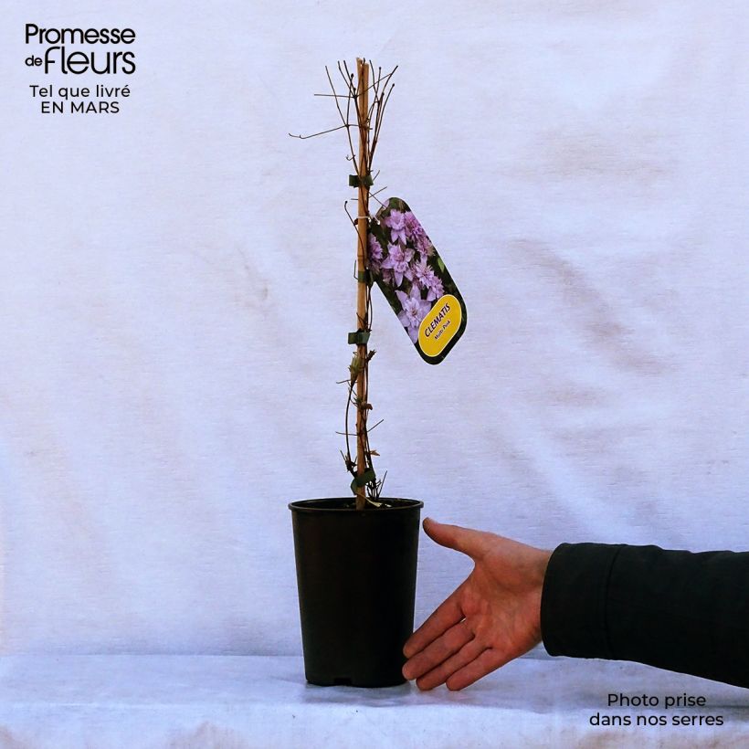 Clematis Multi Pink - Clematide Vaso da 2L/3L esemplare consegnato in primavera