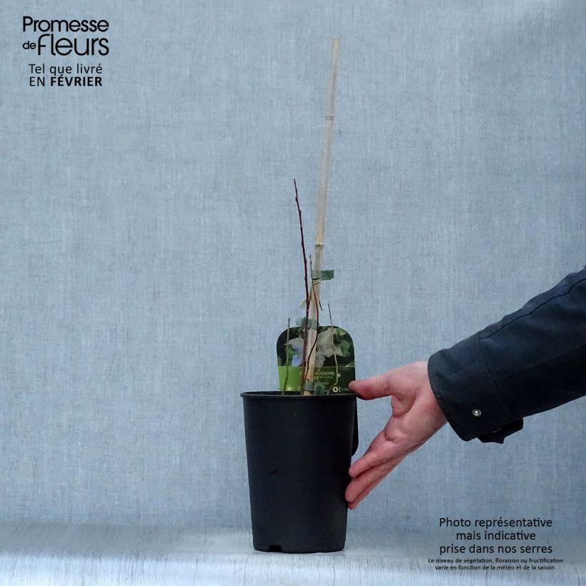 Clematis Myosotis - Clematide Vaso da 2L/3L esemplare consegnato in inverno