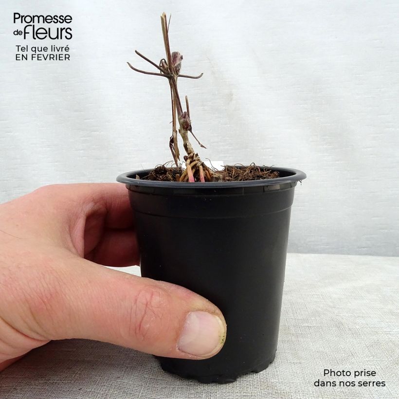 Clematis lanuginosa Nelly Moser - Clematide Vasetto da 8/9 cm esemplare consegnato in inverno