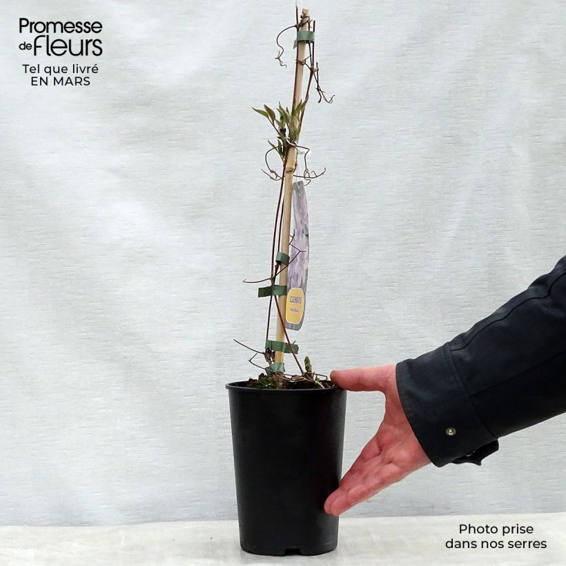 Clematis lanuginosa Nelly Moser - Clematide Vaso da 2L/3L esemplare consegnato in primavera