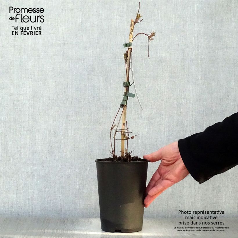 Clematis lanuginosa Nelly Moser - Clematide Vaso da 2L/3L esemplare consegnato in inverno