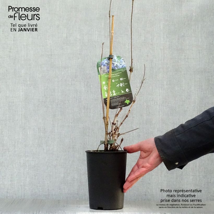 Clematis New Love - Clematide Vaso da 2L/3L esemplare consegnato in inverno