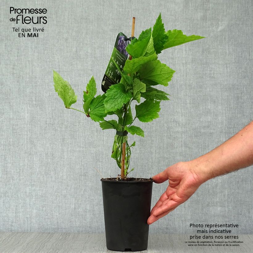 Clematis New Love - Clematide Vaso da 2L/3L esemplare consegnato in primavera