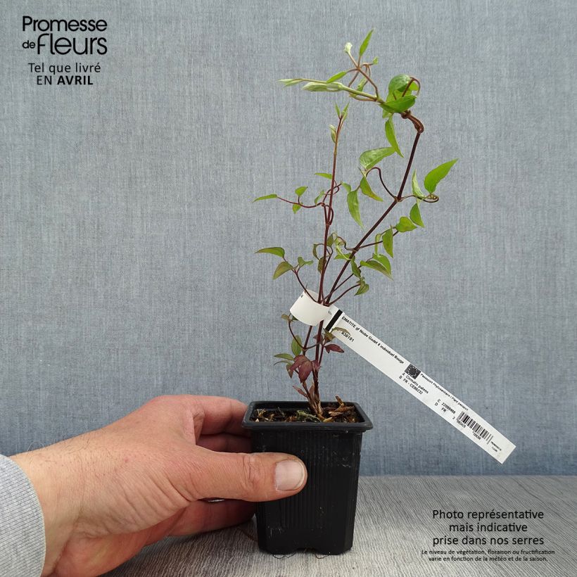 Clematis Niobe - Clematide Vasetto da 8/9 cm esemplare consegnato in primavera