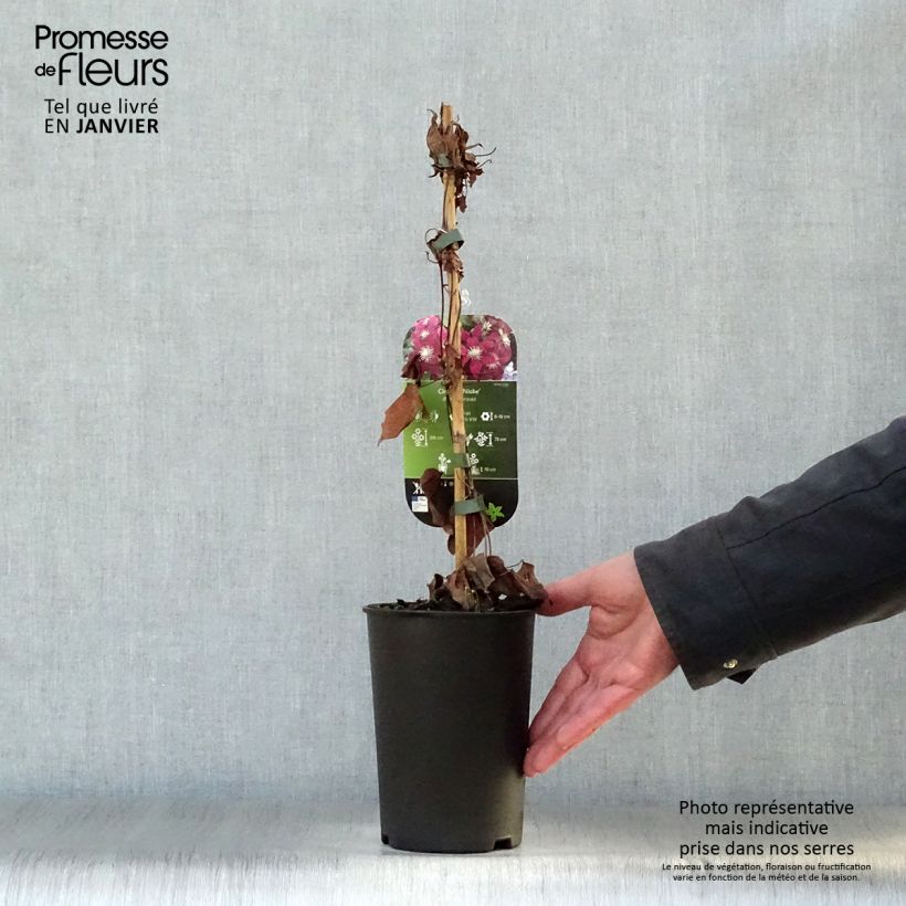 Clematis Niobe - Clematide Vaso da 2L/3L esemplare consegnato in inverno