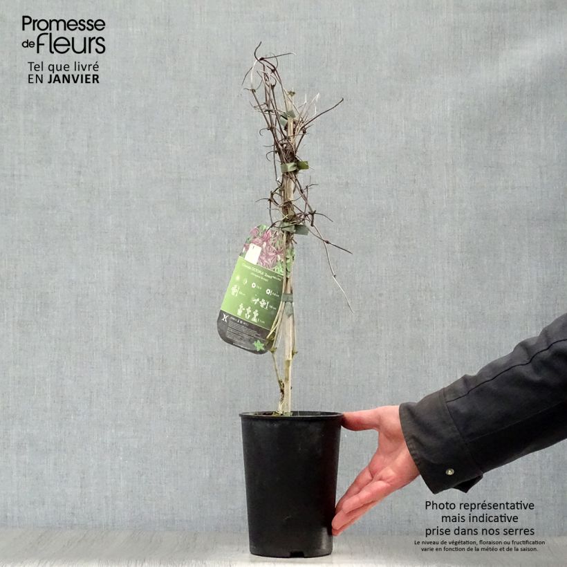 Clematis Octopus - Clematide Vaso da 2L/3L esemplare consegnato in inverno