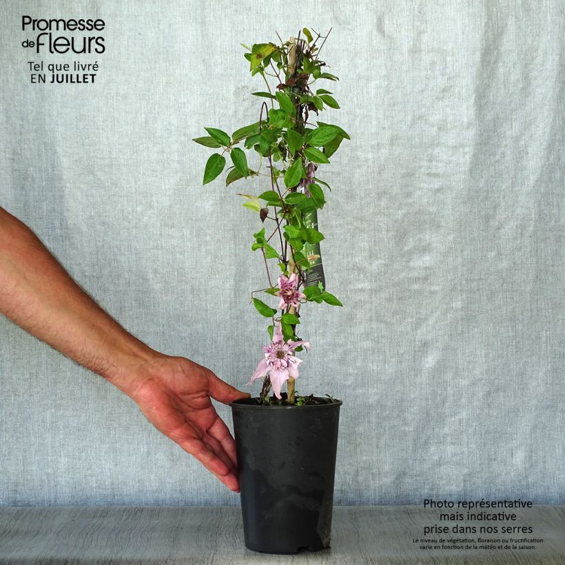Esemplare di Clematis Palette - Clematide Vaso da 2L/3L consegnato in estate
