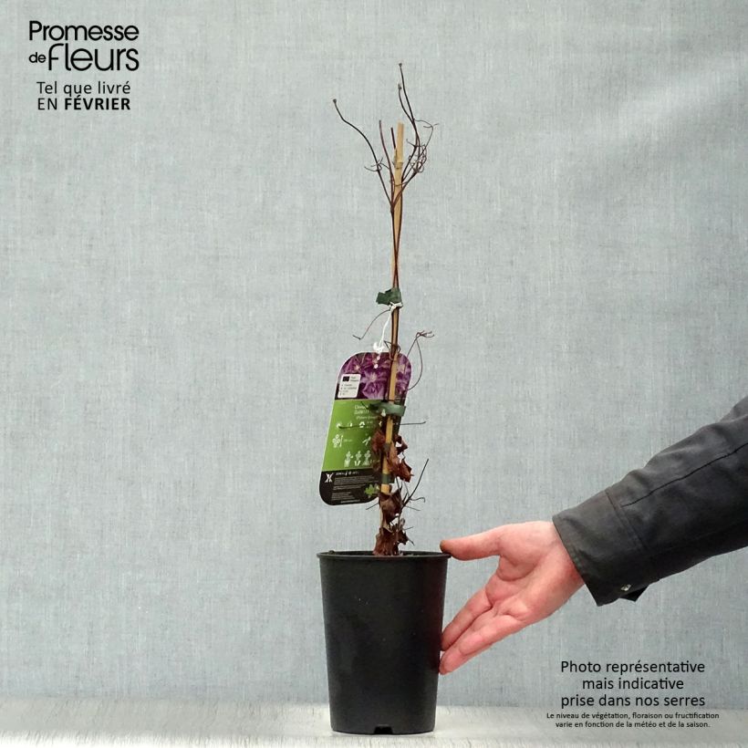 Clematis Palette - Clematide Vaso da 2L/3L esemplare consegnato in inverno