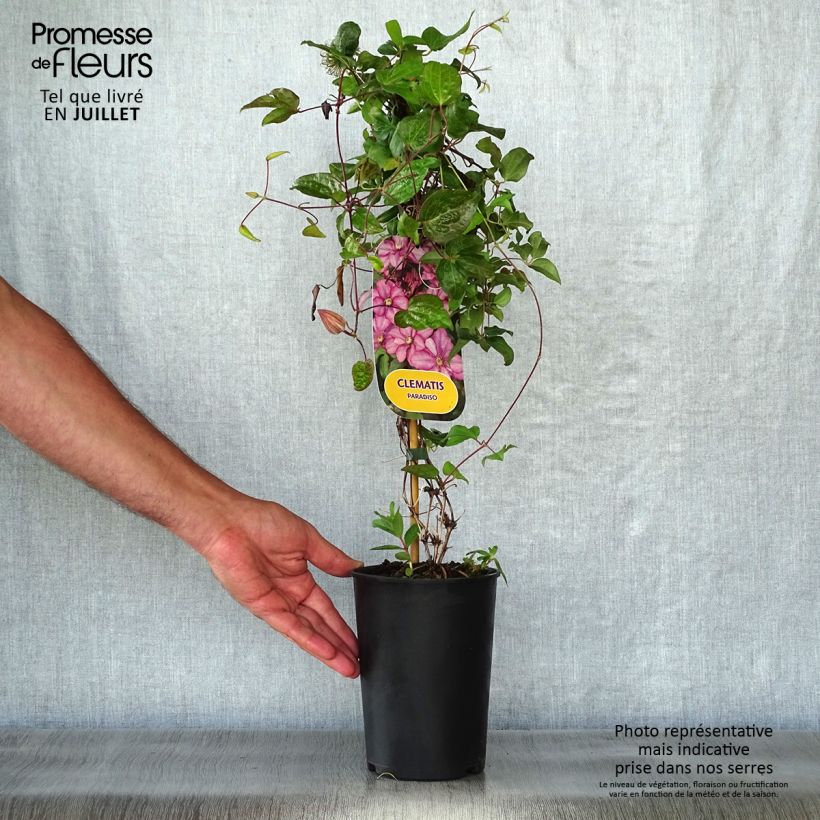 Esemplare di Clematis Paradiso - Clematide Vaso da 2L/3L consegnato in estate