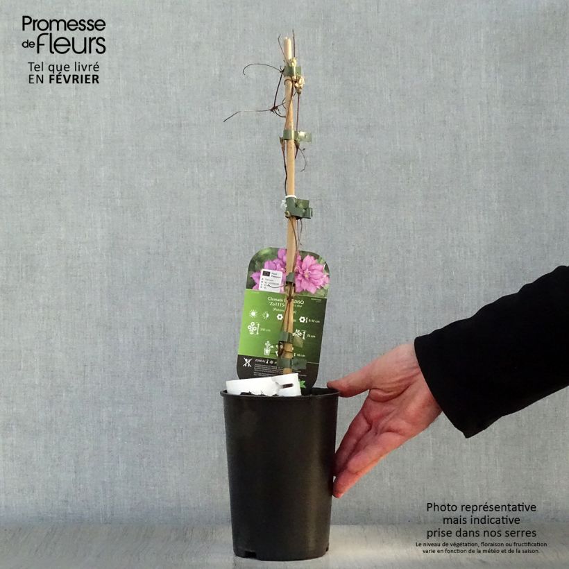 Clematis Paradiso - Clematide Vaso da 2L/3L esemplare consegnato in inverno
