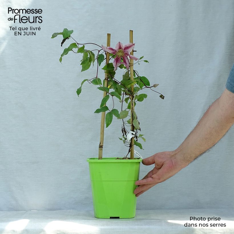 Esemplare di Clematis Patricia Ann Fretwell - Clematide Vaso da 1,5L/2L consegnato in estate
