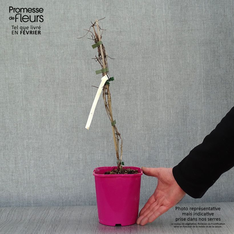 Clematis Patricia Ann Fretwell - Clematide Vaso da 1,5L/2L esemplare consegnato in inverno