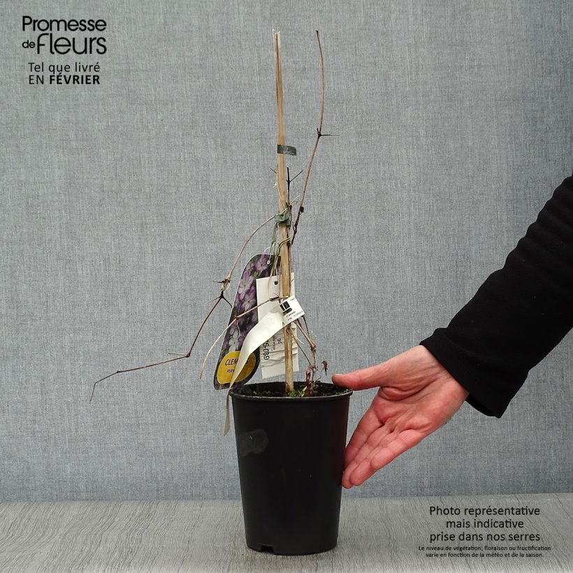 Clematis Pernille - Clematide Vaso da 2L/3L esemplare consegnato in inverno