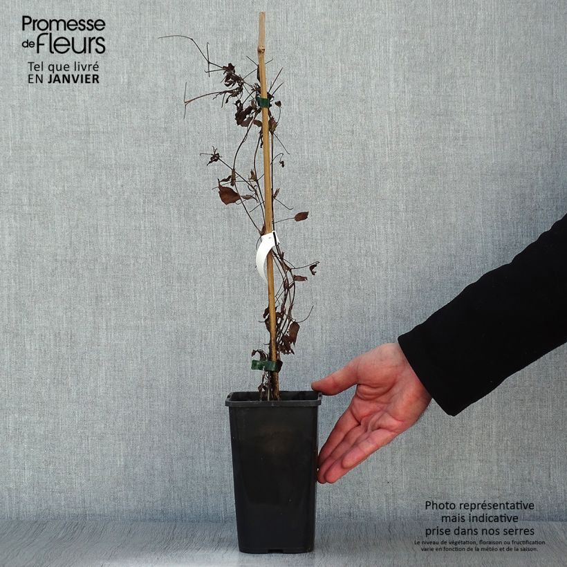 Clematis Picardy - Clematide Vaso da 1,5L/2L esemplare consegnato in inverno