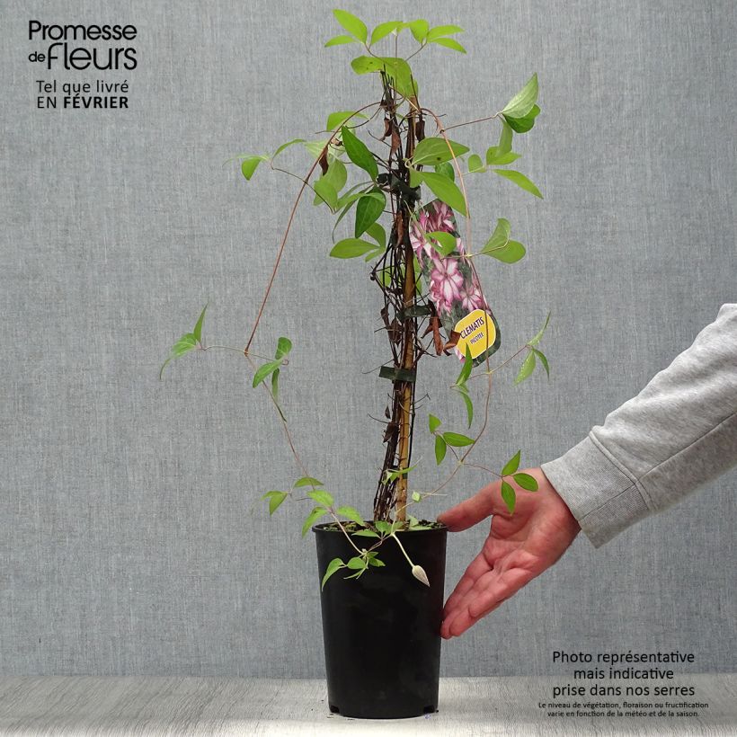 Esemplare di Clematis Picotee - Clematide Vaso da 2L/3L come consegnato in autunno
