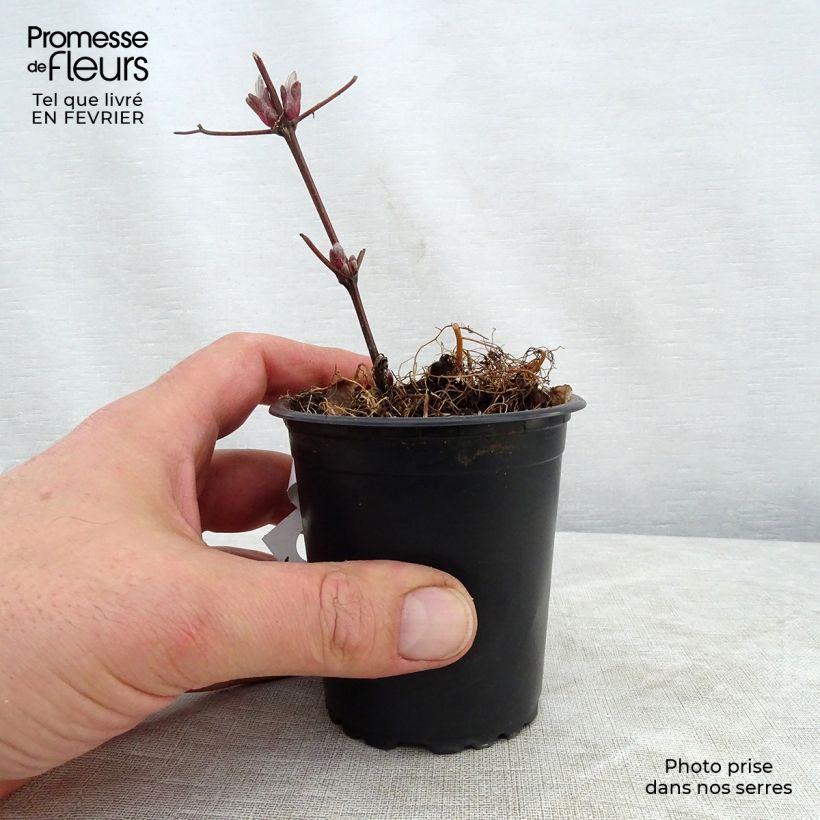 Clematis Piilu - Clematide Vasetto da 8/9 cm esemplare consegnato in inverno