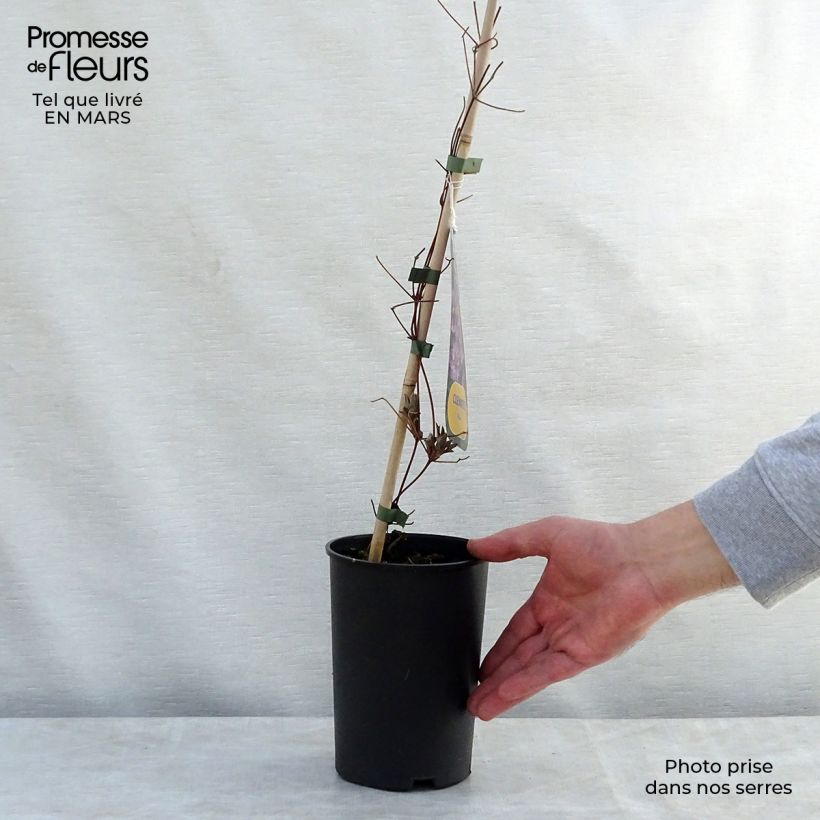 Clematis Piilu - Clematide Vaso da 2L/3L esemplare consegnato in primavera