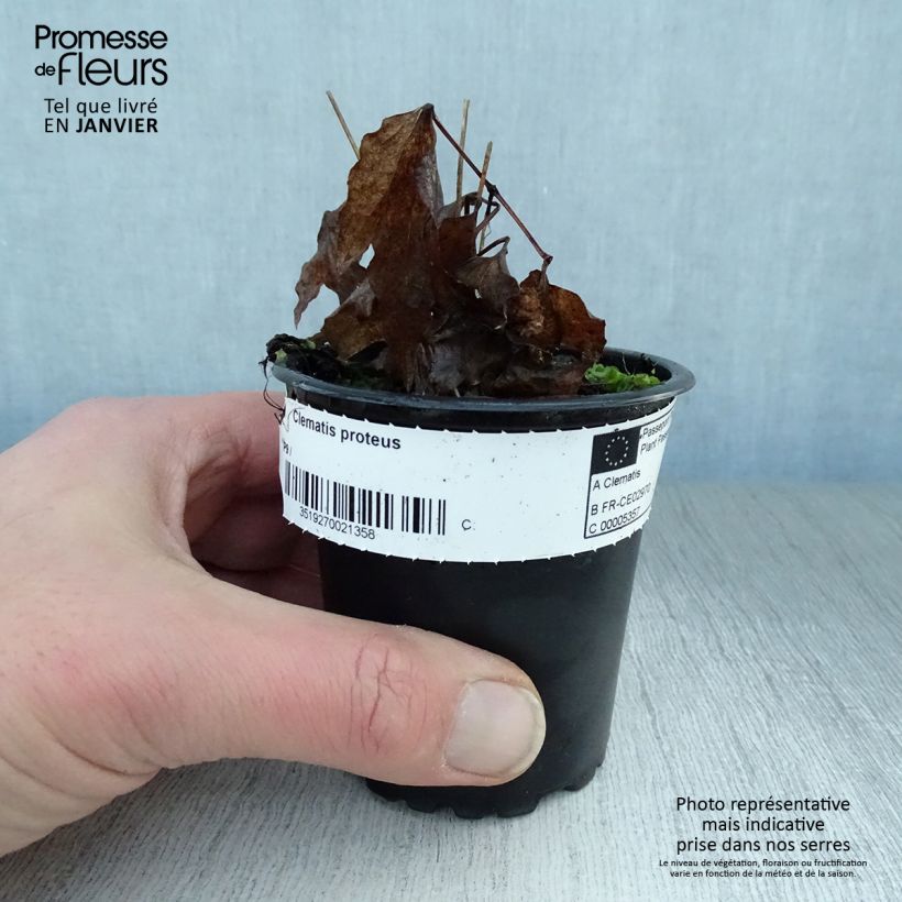 Clematis Proteus - Clematide Vasetto da 8/9 cm esemplare consegnato in inverno