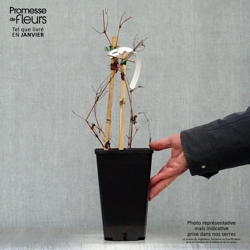 Clematis Rebecca - Clematide Vaso da 2L/3L esemplare consegnato in inverno