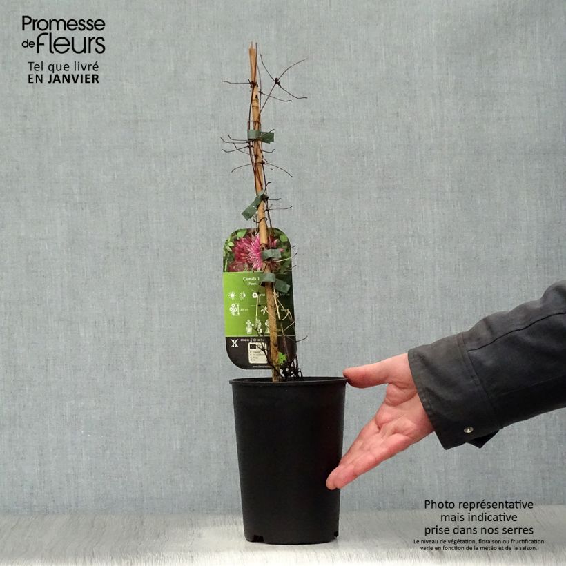 Clematis Red Star - Clematide Vaso da 1,5L/2L esemplare consegnato in inverno