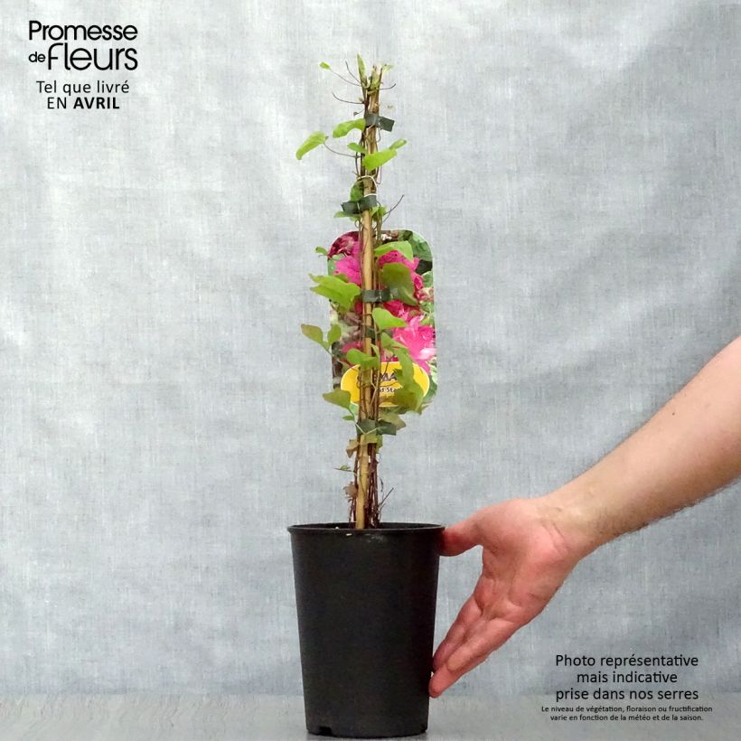 Clematis Red Star - Clematide Vaso da 1,5L/2L esemplare consegnato in primavera