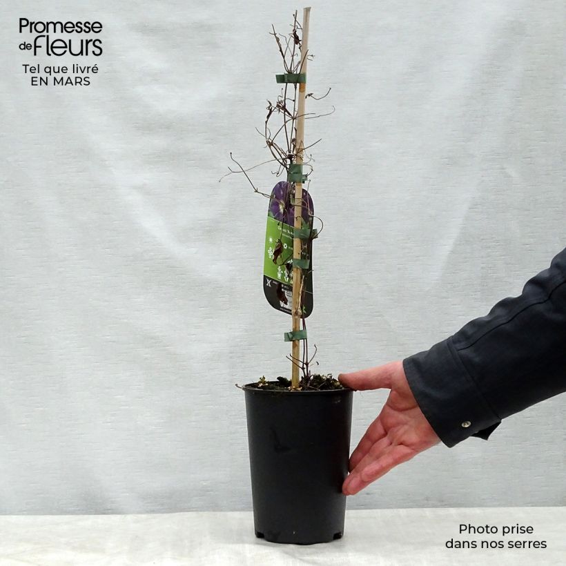 Clematis Romantika - Clematide Vaso da 2L/3L esemplare consegnato in primavera