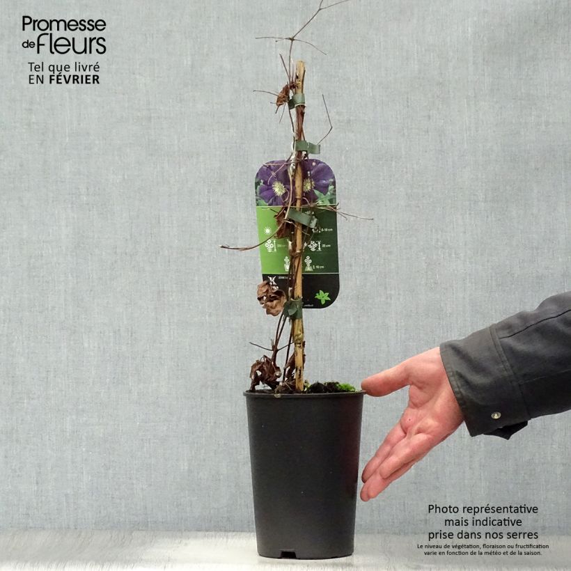 Clematis Romantika - Clematide Vaso da 2L/3L esemplare consegnato in inverno