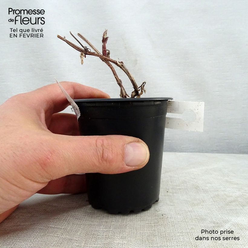Clematis Rouge Cardinal - Clematide Vasetto da 8/9 cm esemplare consegnato in inverno