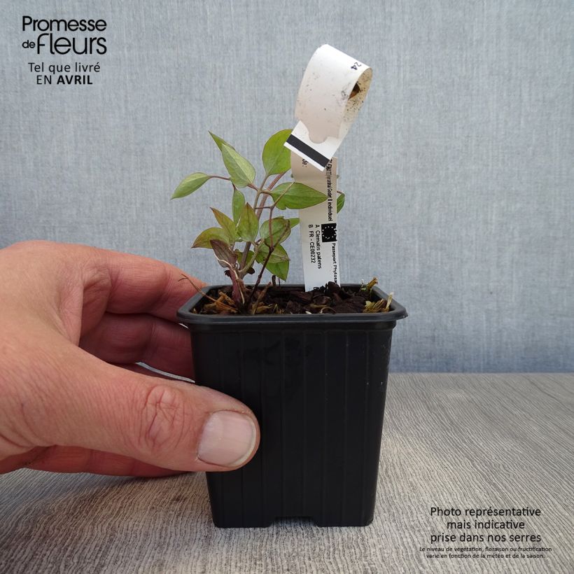 Clematis Rouge Cardinal - Clematide Vasetto da 8/9 cm esemplare consegnato in primavera