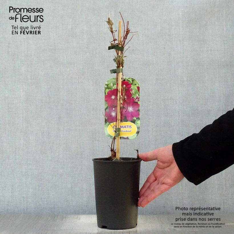 Clematis Rouge Cardinal - Clematide Vaso da 2L/3L esemplare consegnato in inverno