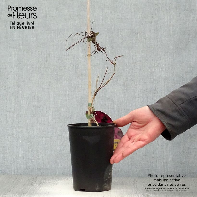 Clematis Ruutel - Clematide Vaso da 2L/3L esemplare consegnato in inverno