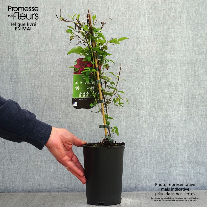 Clematis Ruutel - Clematide Vaso da 2L/3L esemplare consegnato in primavera