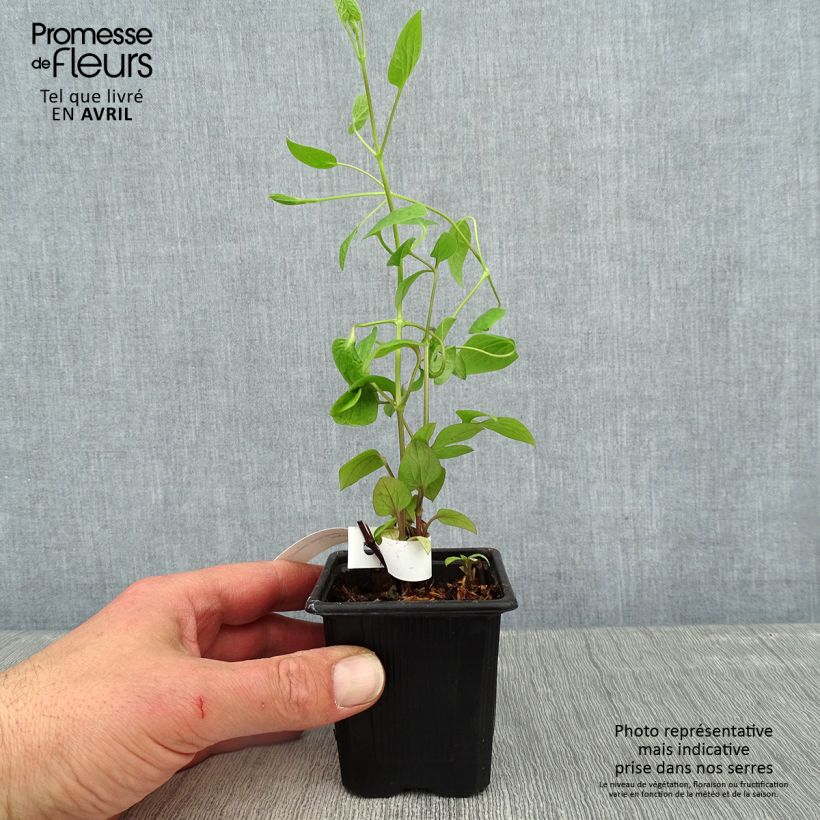 Clematis Saphyra Estrella - Clematide Vasetto da 8/9 cm esemplare consegnato in primavera