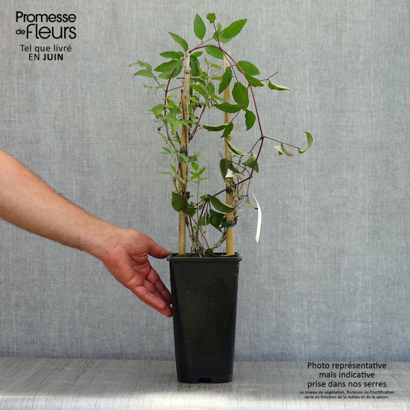 Clematis Saphyra - Clematide Vaso da 2L/3L esemplare consegnato in primavera