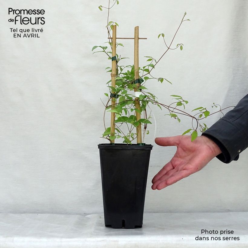 Clematis Sen no Kaze - Clematide Vaso da 2L/3L esemplare consegnato in primavera
