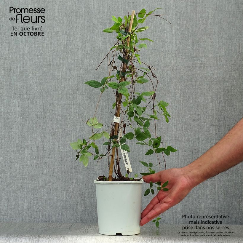 Esemplare di Clematis Sen no Kaze - Clematide Vaso da 2L/3L come consegnato in autunno