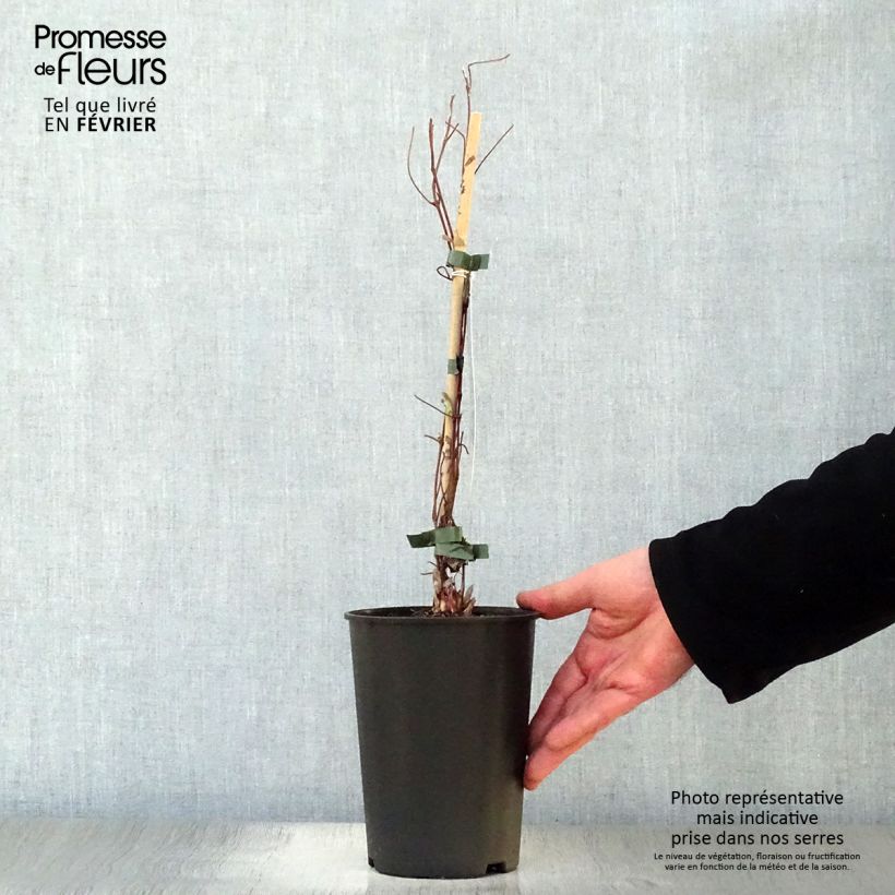 Clematis Shin-Shigyoku - Clematide Vaso da 2L/3L esemplare consegnato in inverno