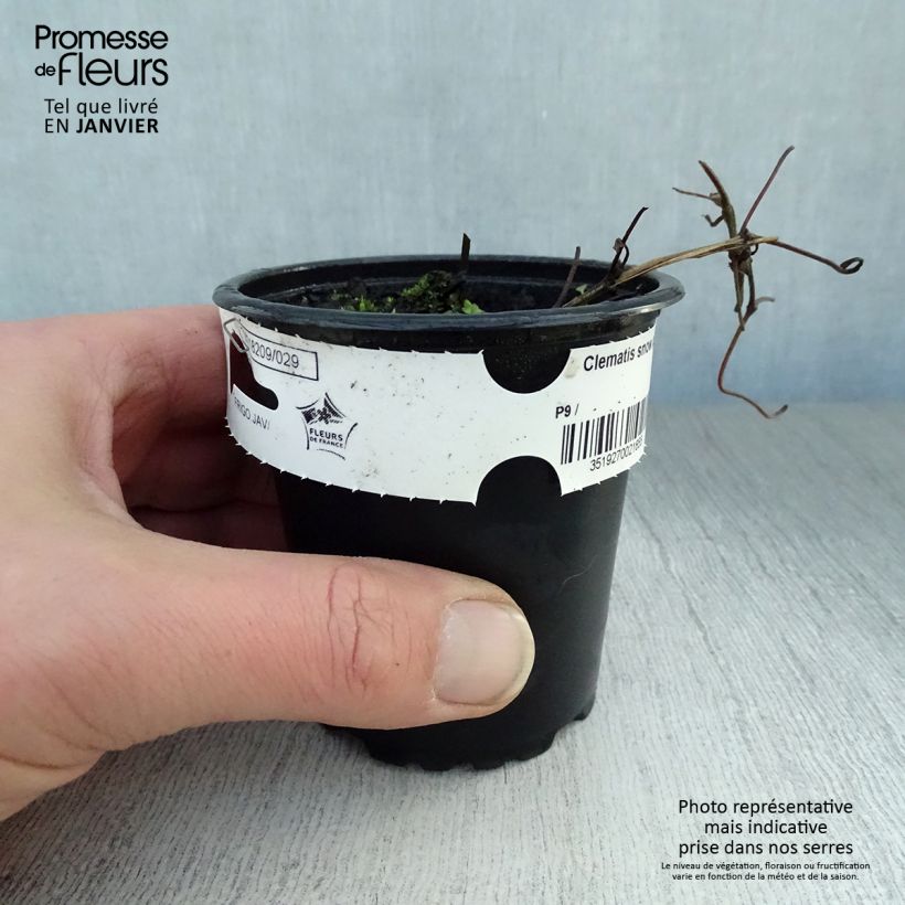Clematis Snow Queen - Clematide Vasetto da 8/9 cm esemplare consegnato in inverno
